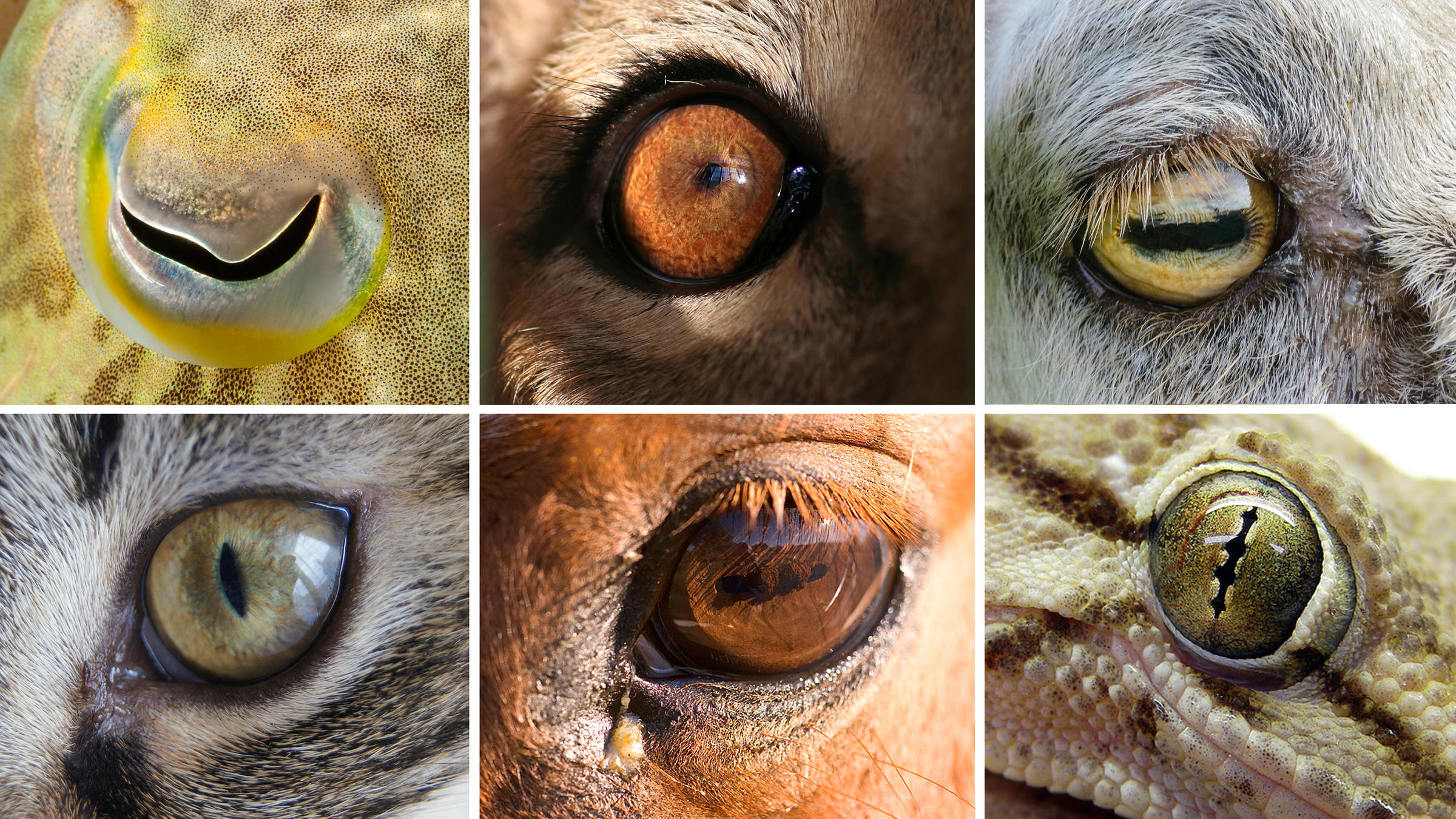 Can you guess which eyes belong to what animal? Top row, from left: cuttlefish, lion, goat. Bottom row, from left: domestic cat, horse, gecko.