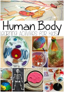 Human Body Learning Activities for Kids