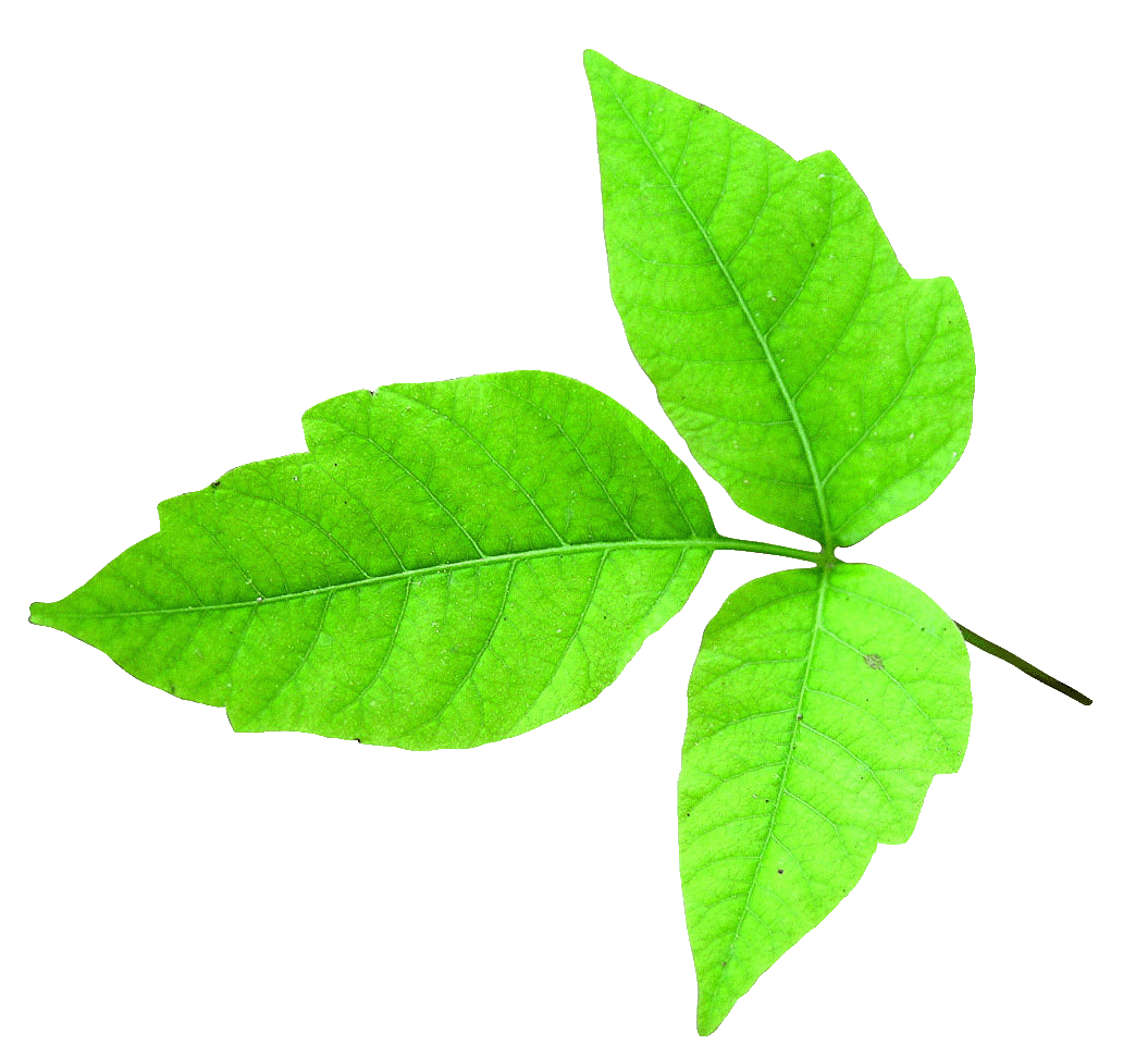 Read more about the article Everything you didn’t want to know about Poison Ivy